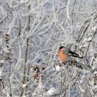 Ein Farbklecks in der Winterlandschaft