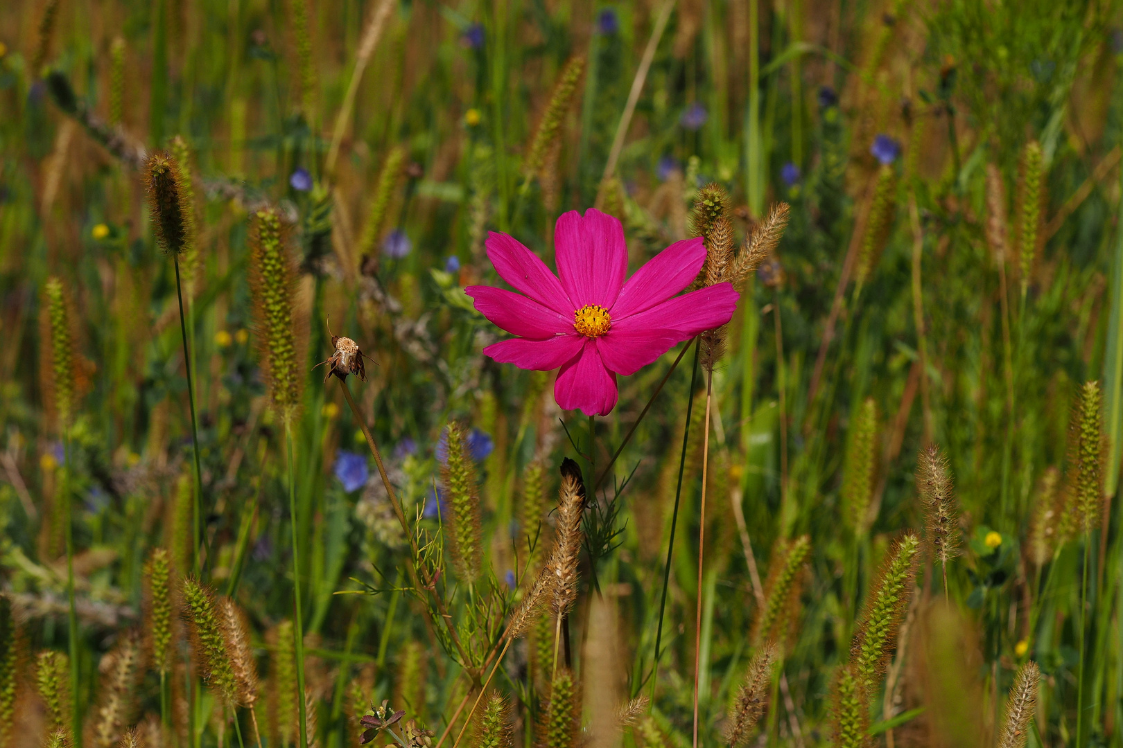 ein Farbklecks mitten in der Wiese