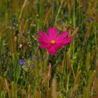 ein Farbklecks mitten in der Wiese