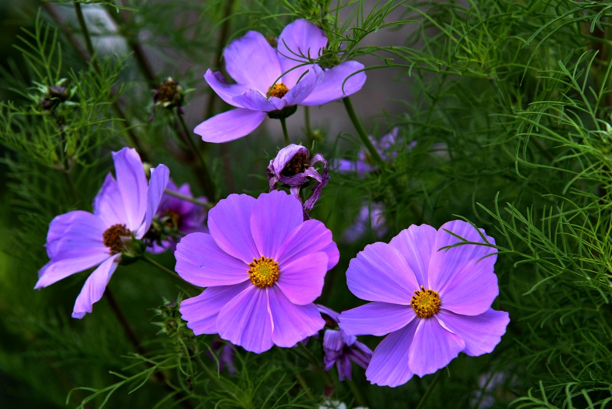 Ein Farbknaller aus dem Garten