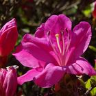 Ein Farbmalkasten der Natur in seiner vollen Blüte