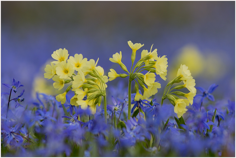 Ein Farbtraum in gelb-blau...