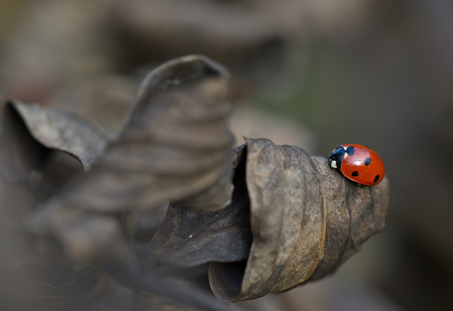 Ein Farbtupfer