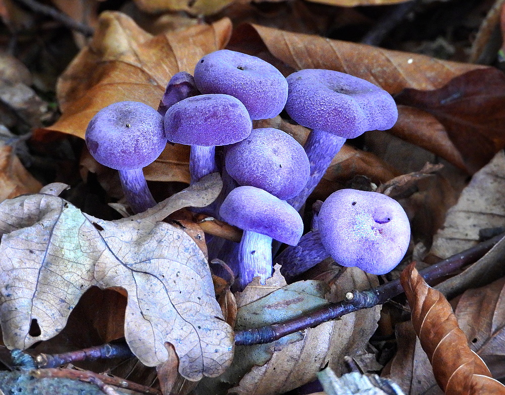 Ein Farbtupfer am Waldboden