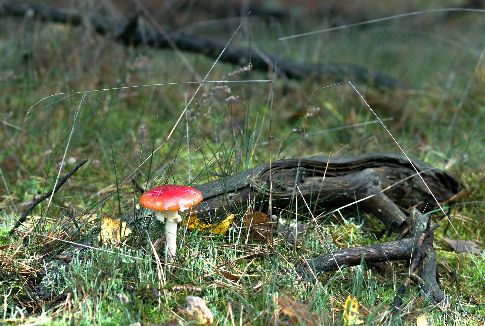 ein Farbtupfer