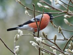 Ein Farbtupfer