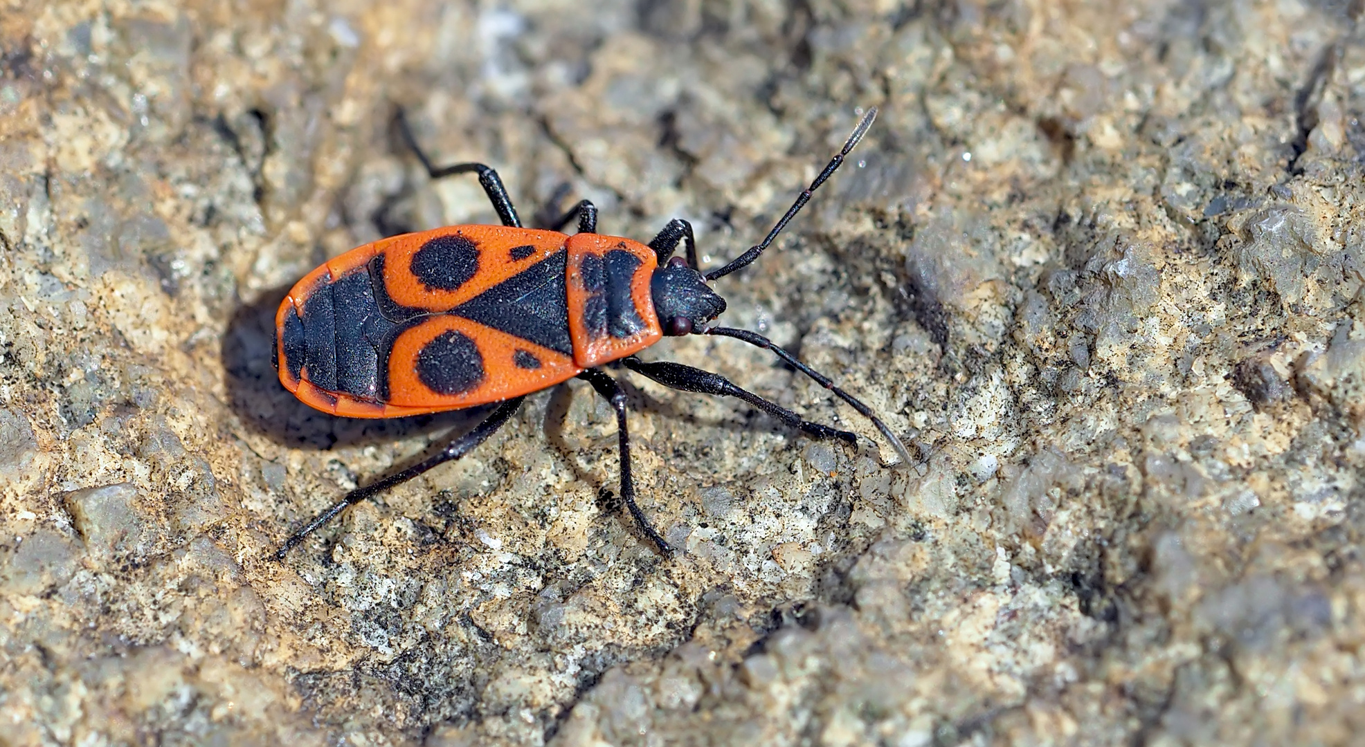 Ein Farbtupfer für dunkle Tage: Pyrrhocoris apterus - Le gendarme!