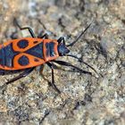 Ein Farbtupfer für dunkle Tage: Pyrrhocoris apterus - Le gendarme!