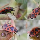 Ein Farbtupfer im November-Garten - Eine Feuerwanze (Pyrrhocoris apterus)