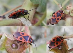 Ein Farbtupfer im November-Garten - Eine Feuerwanze (Pyrrhocoris apterus)