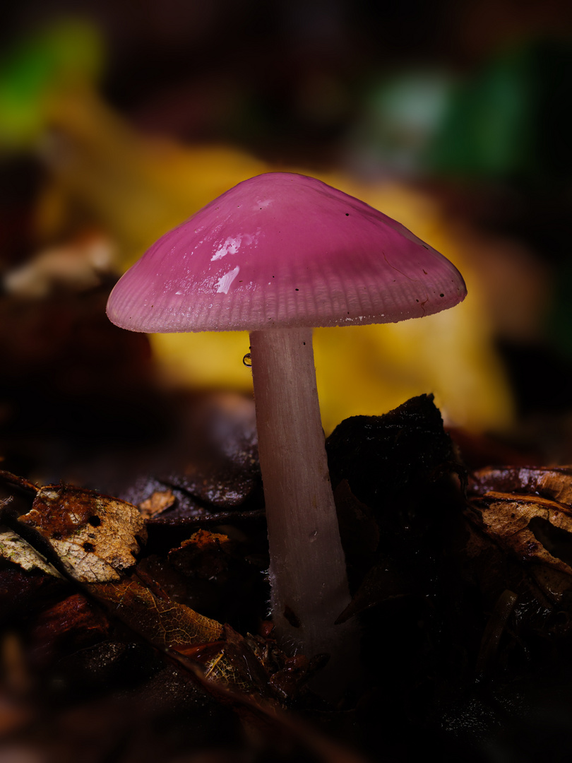 Ein Farbtupfer im Wald