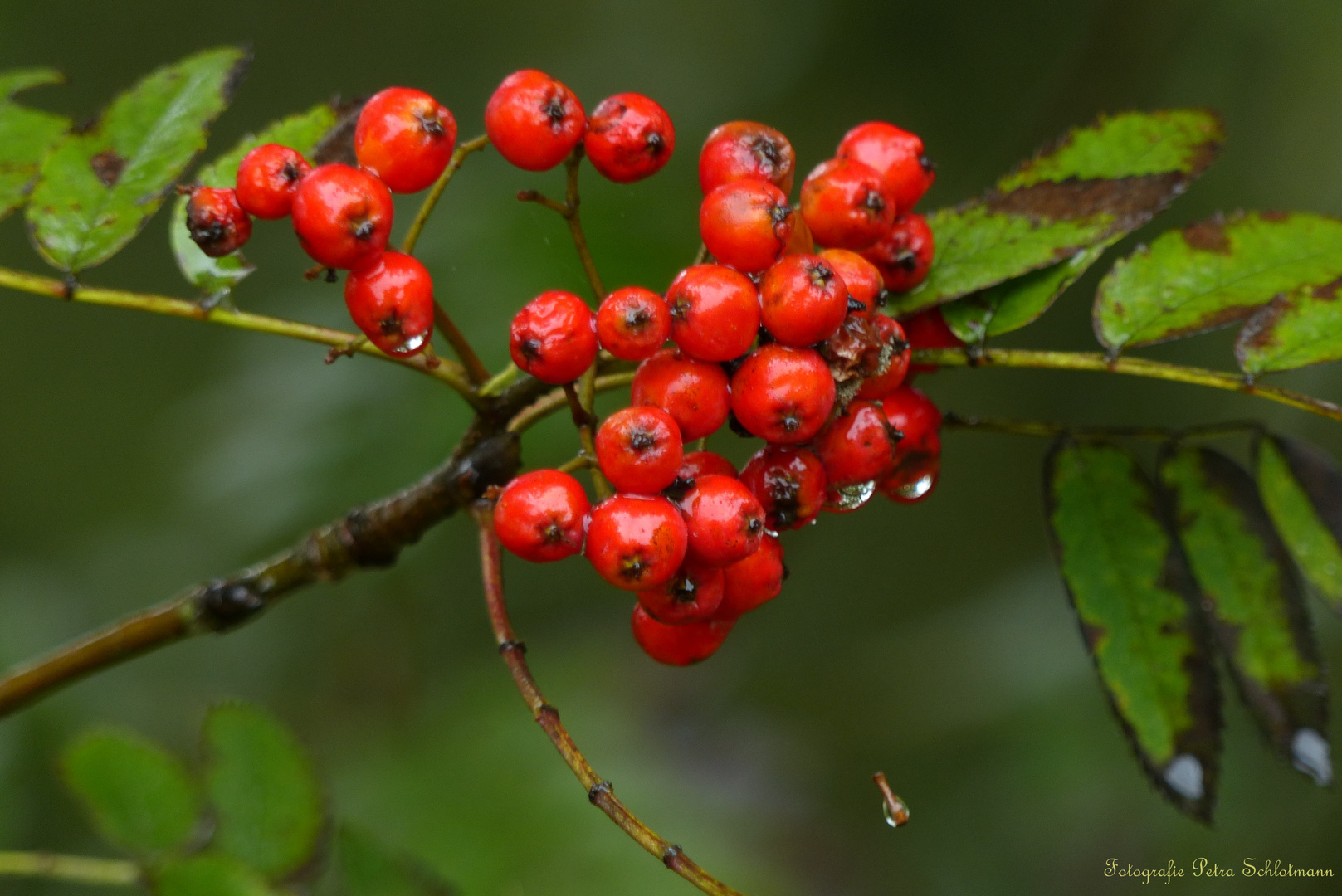 °°°° Ein Farbtupfer im Wald °°°°