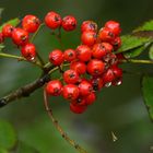 °°°° Ein Farbtupfer im Wald °°°°