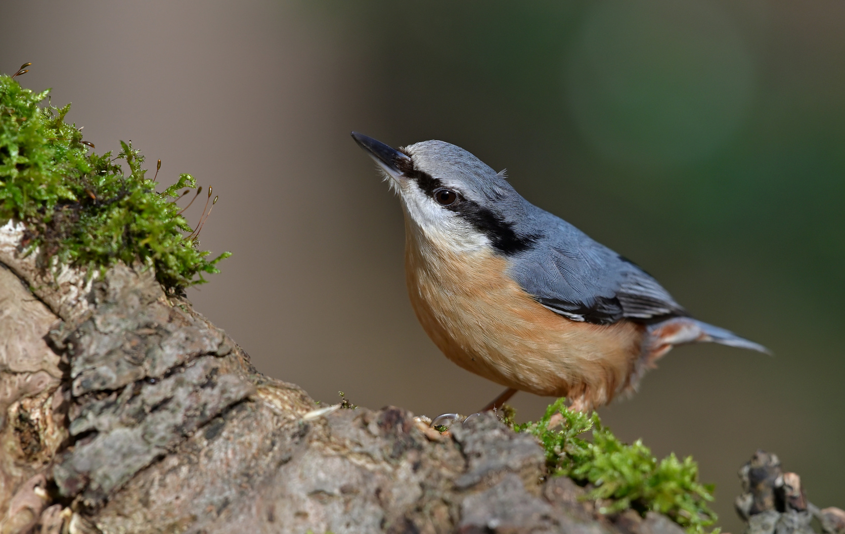 Ein Farbtupfer im Winter...