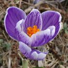 Ein Farbtupfer im winterlichen Garten - Weißer Krokus mit violetten Streifen