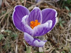 Ein Farbtupfer im winterlichen Garten - Weißer Krokus mit violetten Streifen