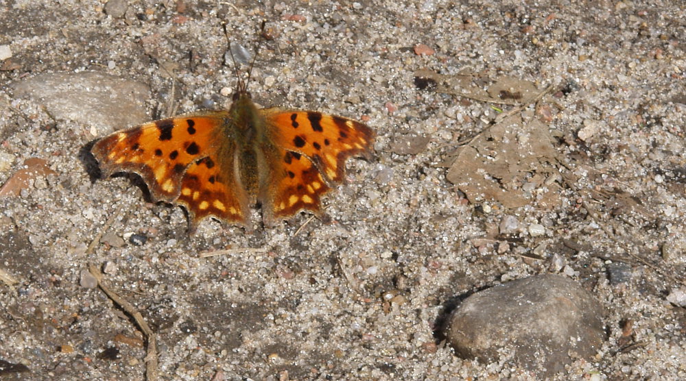 Ein Farbtupfer mitten auf dem Schotterweg