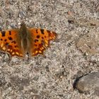 Ein Farbtupfer mitten auf dem Schotterweg