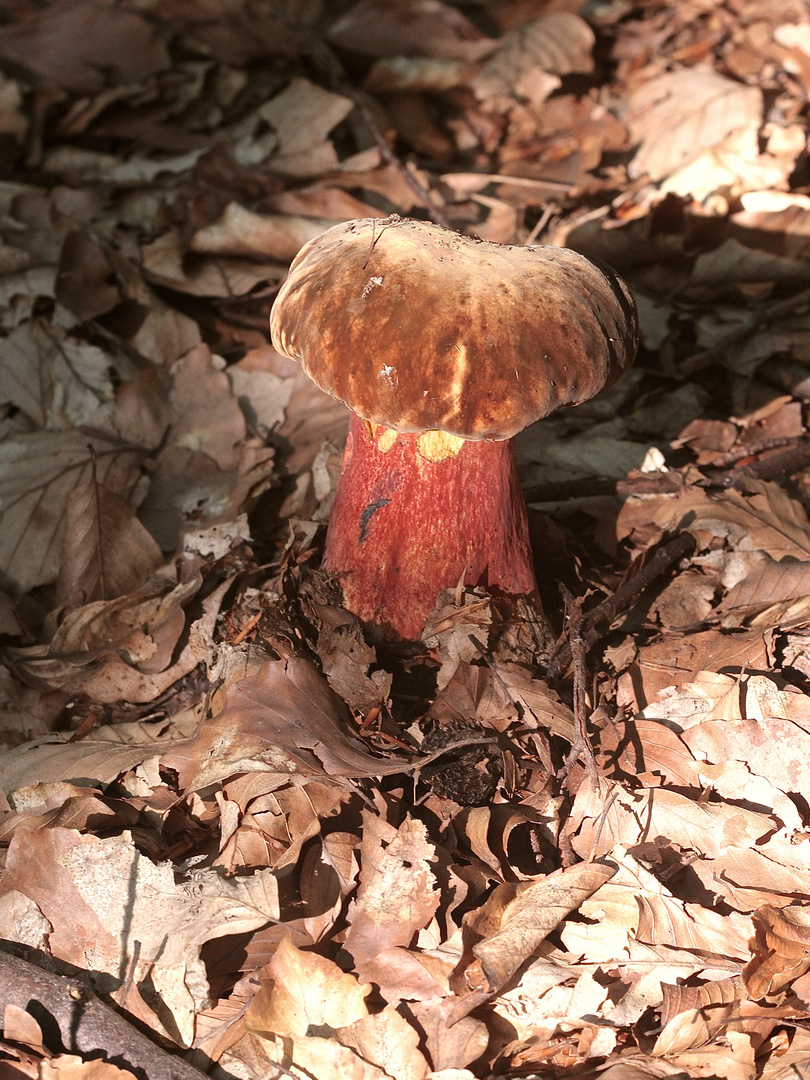 Ein Farbwunder: Der Flockenstielige Hexenröhrling (Neoboletus erythropus) I