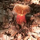 Ein Farbwunder: Der Flockenstielige Hexenröhrling (Neoboletus erythropus) I