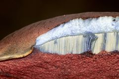 Ein Farbwunder: Der Flockenstielige Hexenröhrling (Neoboletus erythropus) II