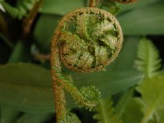 Ein Farnblatt entrollt sich - Echter Wurmfarn (Dryopteris filix-mas)