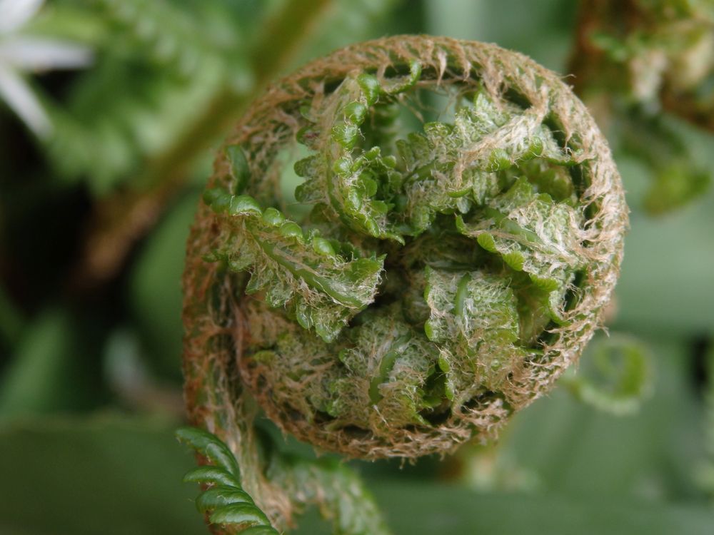 Ein Farnblatt entrollt sich - Echter Wurmfarn (Dryopteris filix-mas)