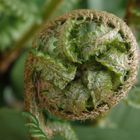 Ein Farnblatt entrollt sich - Echter Wurmfarn (Dryopteris filix-mas)