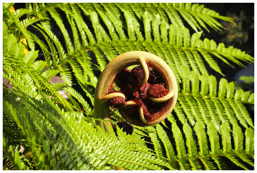 Ein Farnblatt wird geboren