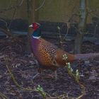 Ein Fasan im Garten