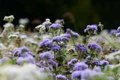 Ein (fast) letzter Blick auf den Sommer