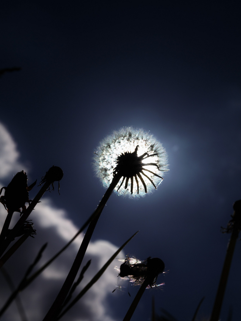 Ein fast totale Sonnenfinsternis