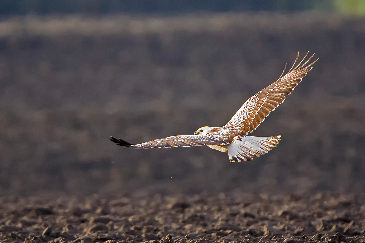 Ein fast weißer Bussard 16/2