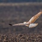 Ein fast weißer Bussard 16/2