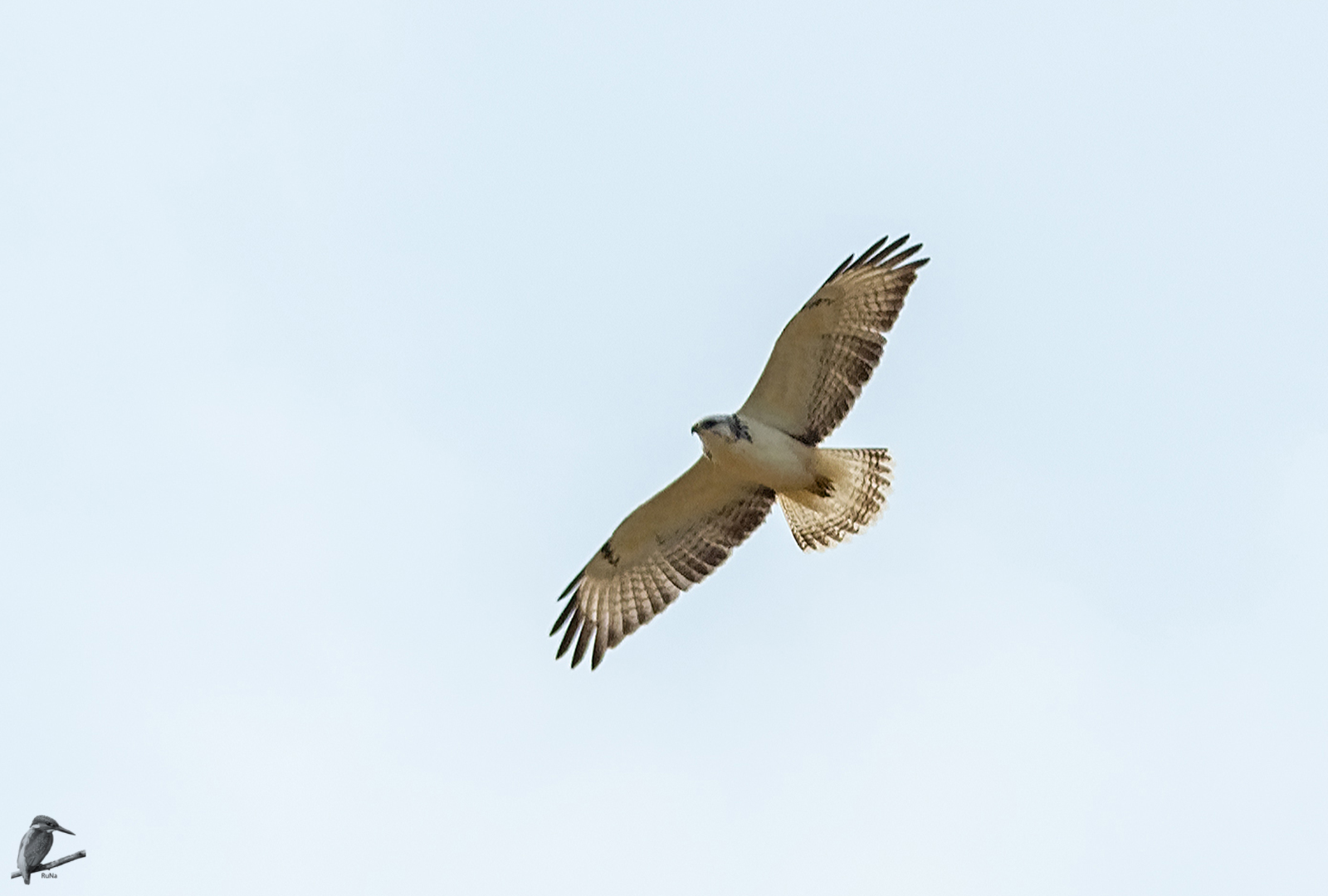 ein fast weißer Bussard