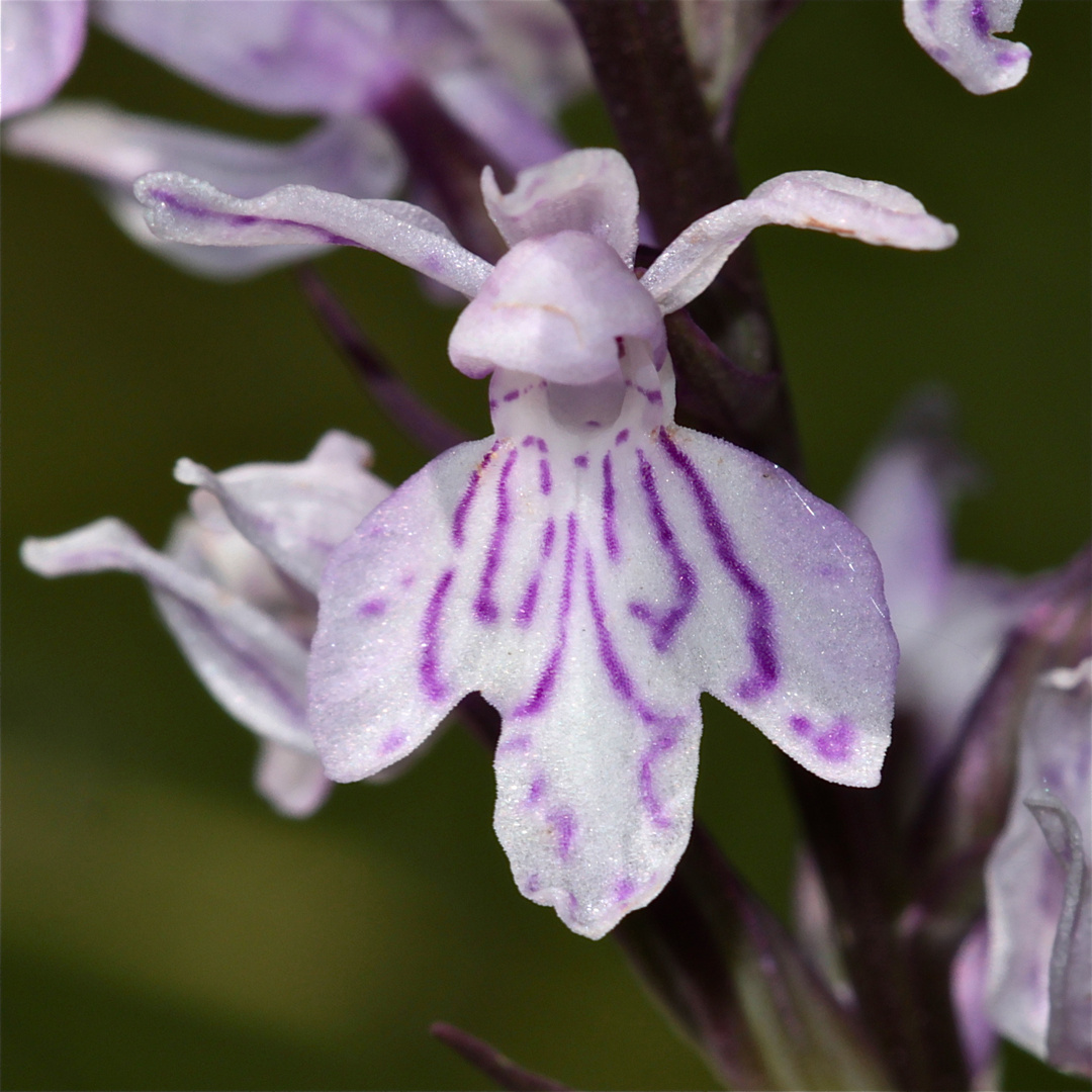 Ein fast weißes Fuchs'sches Knabenkraut (Dactylorhiza fuchsii)