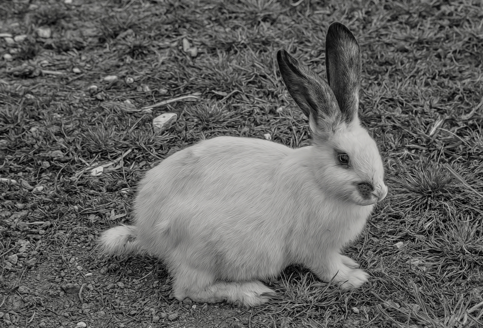 ein (fast) weisses Kaninchen...