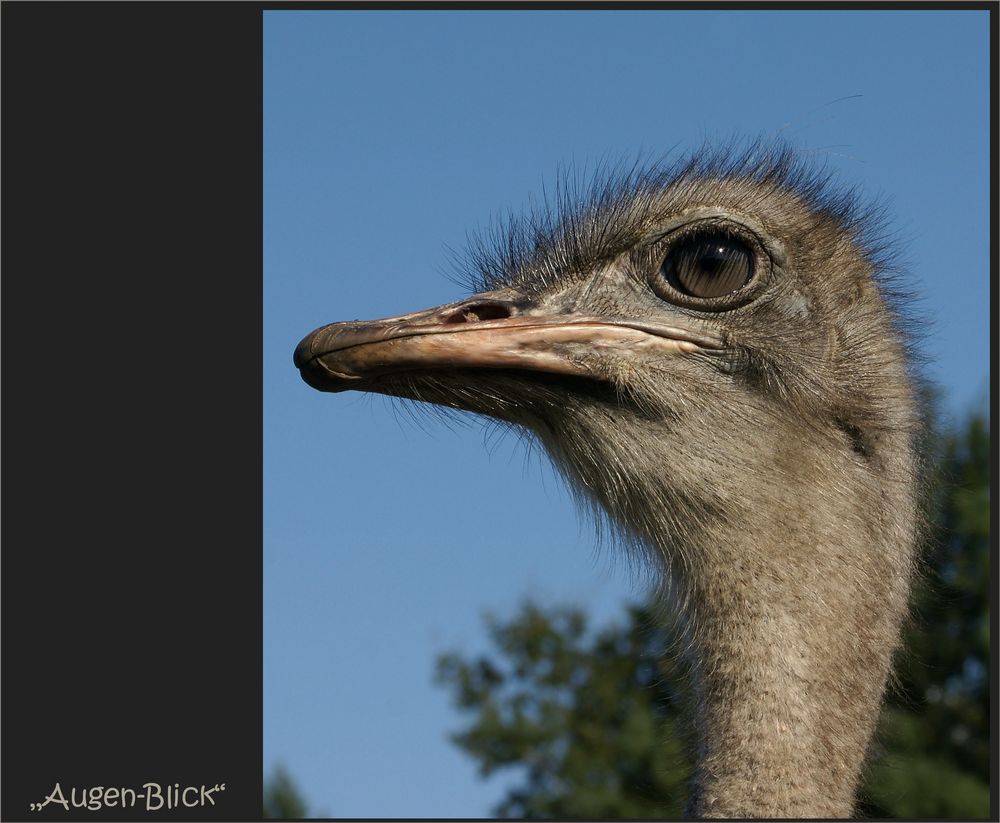 ein faszinierender AUGEN-Blick