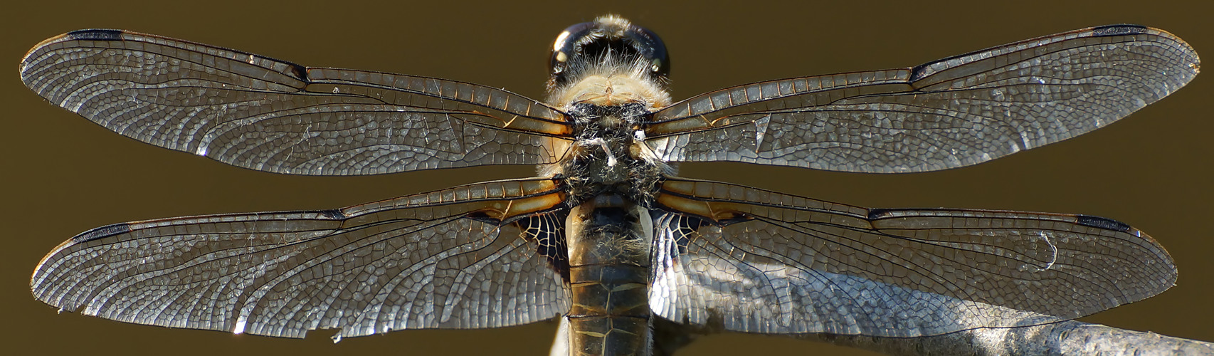 Ein faszinierender Flugapparat