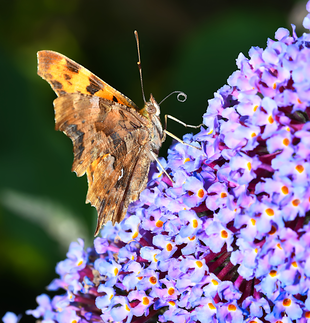  Ein faszinierender Schmetterling mit einem geheimnisvollen 'C'"