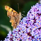  Ein faszinierender Schmetterling mit einem geheimnisvollen 'C'"