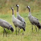 Ein faszinierender Vogel der Kranich