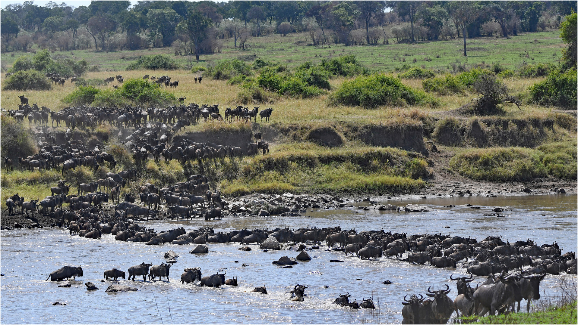 Ein faszinierendes Naturspektakel - Mara Crossing