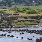 Ein faszinierendes Naturspektakel - Mara Crossing