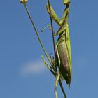 Ein faszinierendes Wesen