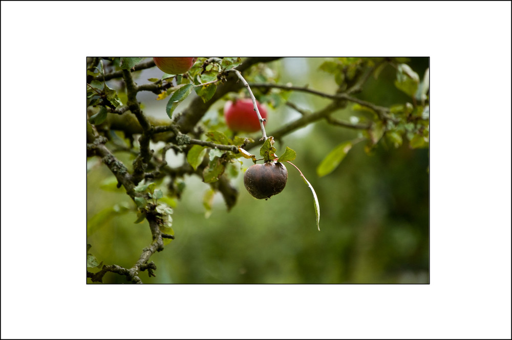 Ein fauler Apfel ist immer dabei