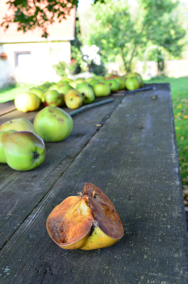 "Ein fauler Apfel steckt hundert an"