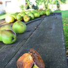 "Ein fauler Apfel steckt hundert an"