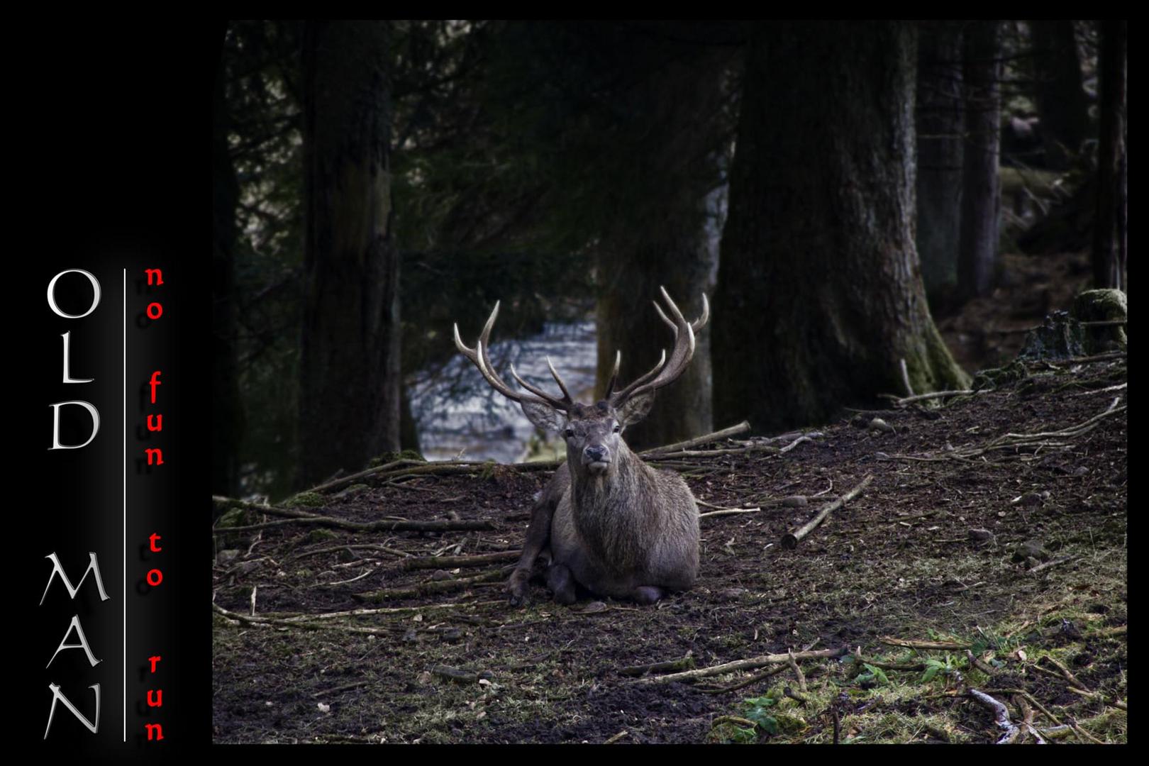 Ein fauler Hirsch ^^