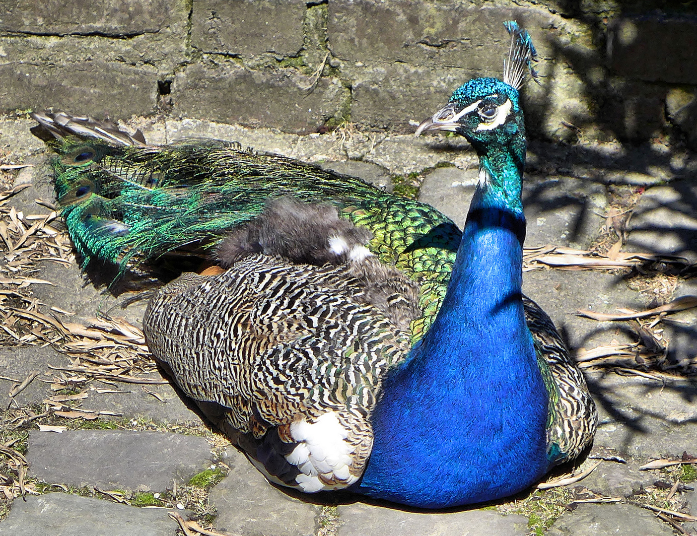 Ein fauler Pfau